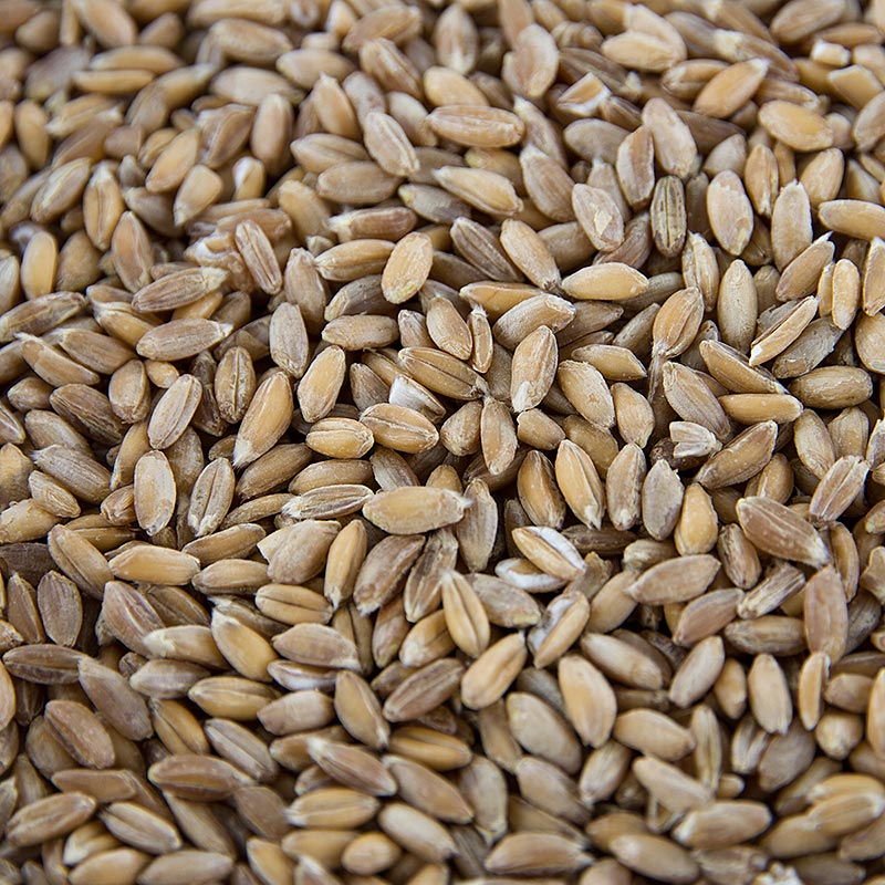 Emmer Weizen (Zweikorn), ganz, BIO, 1 kg
